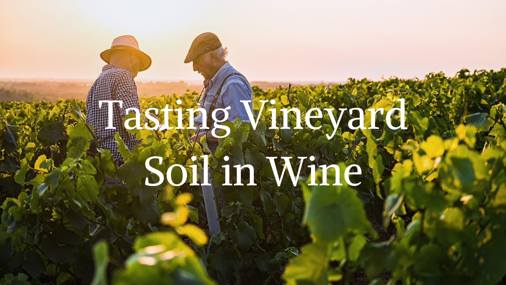 Tasting Vineyard Soil in Wine with Alex Maltman